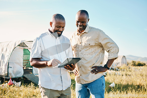 Image of Black people, tablet and farm with chicken in agriculture together, live stock and outdoor crops. Happy men working together for farming, sustainability and growth in supply chain in the countryside