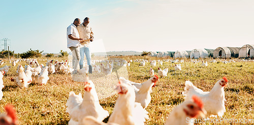 Image of Black people, clipboard and farm with chicken livestock in agriculture and outdoor resources. Happy men working together for farming, sustainability and growth in supply chain in the countryside