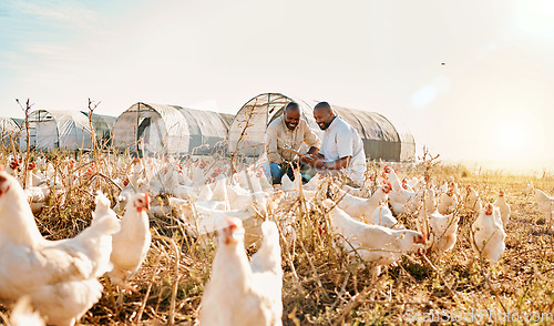 Image of Men, agriculture checklist and chicken in sustainability farming, eco friendly or free range, industry teamwork. Happy african people or farmer outdoor with animals health, clipboard and inspection