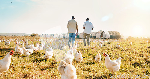 Image of Black people, back and walking on farm with chicken in agriculture together and live stock. Rear view of men working in farming, sustainability and growth for supply chain or crops in the countryside