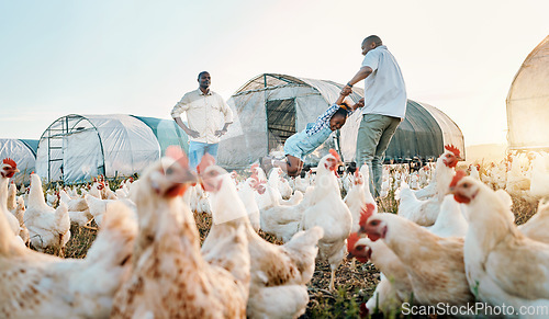 Image of Chickens, farming and family swing with birds check outdoor for sustainability and kid fun. Dad, child and working together on farm field and countryside with support and care for animal livestock