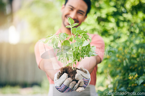 Image of Man, hands and holding seedling in garden with growth, sustainability and leaves in summer sunshine. Guy, landscaping and happy for healthy environment, soil and outdoor with plants in backyard