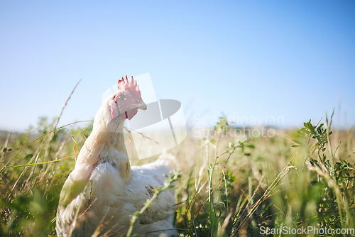 Image of Nature, chicken in field with sky and farming mockup in green countryside, free range agriculture and sunshine. Poultry farm, sustainability and freedom, bird in grass and animal in natural space.