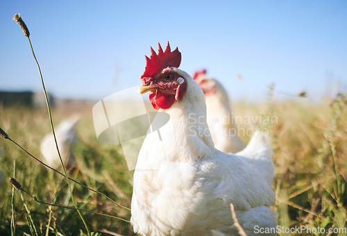 Image of Nature, farming and chickens in field with blue sky in green countryside, free range agriculture and sunshine. Poultry farm, sustainability and freedom, birds in grass and animals with natural growth