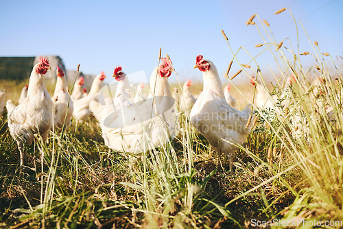 Image of Nature, field and chicken farm with blue sky in green countryside, free range agriculture and sunshine. Poultry farming, sustainability and freedom, birds in grass and animals with natural growth.