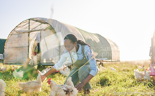 Image of Chicken coop, black woman and agriculture on a eco friendly and sustainable with farm management. Countryside, field and agro farmer with a smile from farming, animal care work and working in nature