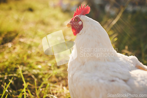 Image of Nature, farming and chicken in grass with freedom in green countryside, free range agriculture and mockup. Poultry farm, sustainability and bird in field and animal with natural growth, space and sun