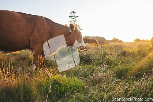 Image of Agriculture, nature and sunset with cow on farm for for sustainability, environment and meat industry. Grass, cattle and milk production with animals in countryside field for livestock and ecosystem