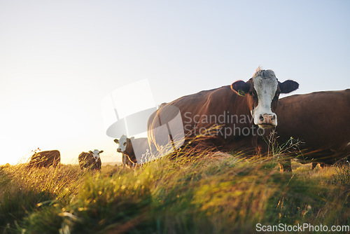 Image of Agriculture, nature and environment with cows on farm for for sustainability, sunset and meat industry. Grass, cattle and milk production with animals in countryside field for livestock and mockup