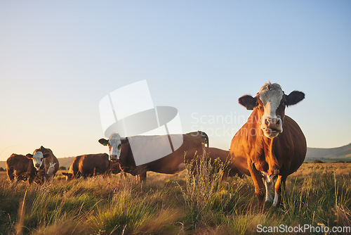 Image of Agriculture, grass and portrait of cow on farm for for sustainability, environment and meat industry. Nature, cattle and milk production with animals in countryside field for livestock and ecosystem