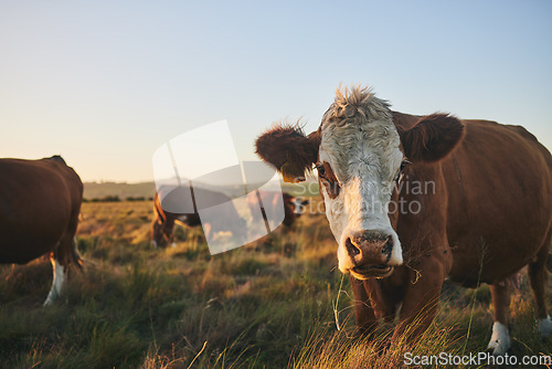 Image of Agriculture, sunset and portrait of cow on farm for for sustainability, environment and meat industry. Grass, cattle and milk production with animals in countryside field for livestock and mockup