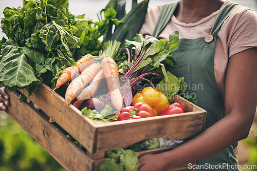 Image of Person, vegetables box and agriculture, sustainability or farming for supply chain or agro business. Farmer, seller or supplier with harvest and gardening for NGO, nonprofit and food or groceries