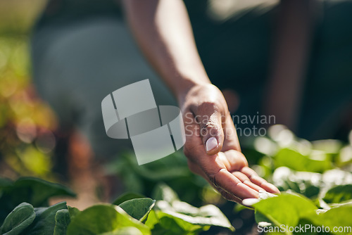 Image of Nature, agriculture and farm with hands of person for environment, sustainability and plant. Soil, leaf and gardening with closeup of farmer in countryside field for ecology, organic and growth