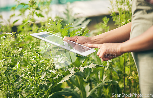 Image of Hands on tablet, research and woman in garden checking internet website for information on plants. Nature, technology and farmer with digital app for sustainability, agriculture and analysis on farm.