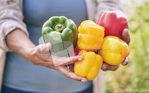 Image of Hands, vegetables and peppers, agriculture and sustainability with harvest, color and agro business. Closeup, farming and gardening, farmer person with fresh product and nutrition for wellness