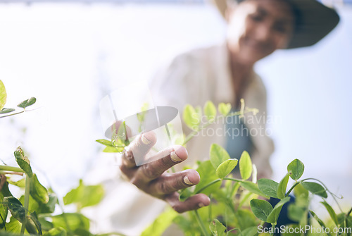 Image of Sustainability, agriculture and farm with hands of person for environment, plant and nature. Soil, leaf and gardening with closeup of farmer in countryside field for ecology, organic and growth