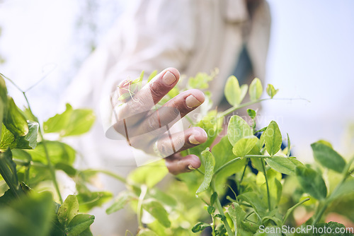 Image of Environment, agriculture and farm with hands of person for plant, sustainability and nature. Soil, leaf and gardening with closeup of farmer in countryside field for ecology, organic and growth