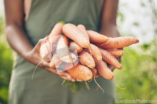 Image of Farmer, person hands and carrot for agriculture, farming and sustainability with grocery supply chain or offer. Worker, seller or supplier and vegetables or food in ngo, nonprofit or business harvest