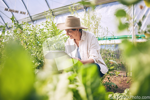 Image of Woman, mature and farming in greenhouse with plants, inspection and harvest with vegetable agriculture. Farmer, check crops and sustainability with agro business and ecology, growth and gardening