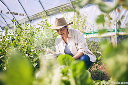 Image of Senior woman, agriculture and greenhouse with plants, tablet for inspection, harvest and vegetable farming. Farmer, check crops and sustainability, agro business and ecology, growth and gardening