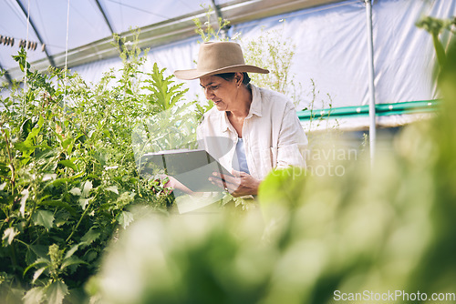 Image of Senior woman, agriculture and greenhouse with clipboard, inspection of harvest and vegetable farming. Farmer, check crops and sustainability, agro business and checklist with growth and gardening