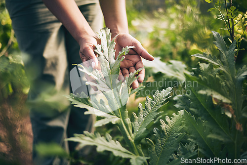 Image of Plant, agriculture and farm with hands of person for environment, sustainability and nature. Soil, leaf and gardening with closeup of farmer in countryside field for ecology, organic and growth