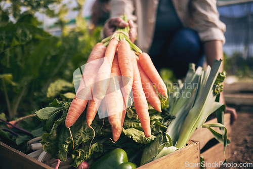 Image of Carrot, vegetables in box and green, farming and sustainability with harvest and agro business. Closeup, agriculture and gardening, farmer person with fresh product and nutrition for wellness