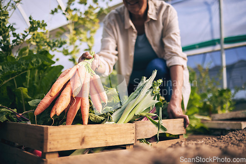 Image of Carrot, vegetables and green, farming and sustainability with harvest in a box and agro business. Food, nature with agriculture and gardening, farmer person and fresh product, nutrition and wellness