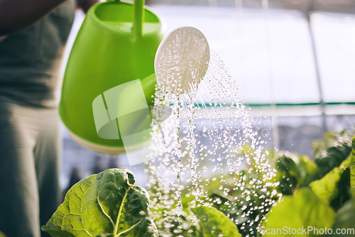 Image of Farmer, person and watering of greenhouse plants for farming, agriculture and small business growth. Worker with water drops in container for lettuce or vegetables, sustainability and gardening zoom
