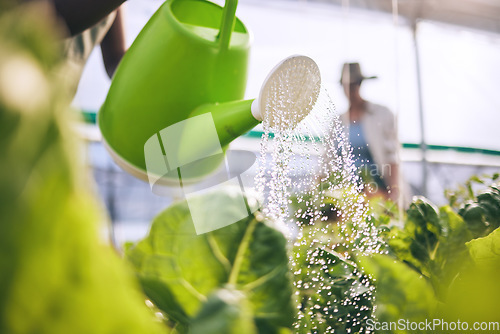 Image of Water leaves, drops and agriculture with sustainability and health, greenhouse and wellness with agro business. Plants, healthy and clean, eco friendly and leaves with farming, industry and growth