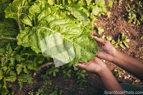 Image of Leaf, agriculture and farm with hands of person for environment, sustainability and nature. Soil, plant and gardening with closeup of farmer in countryside field for ecology, organic and growth