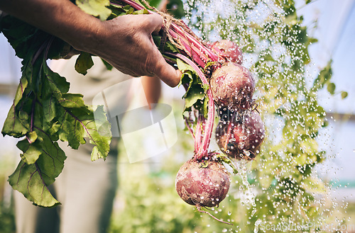 Image of Hand, vegetables and radish, water drops with farming and sustainability, harvest and agro business. Closeup, agriculture and farmer person cleaning product with nutrition, wellness and hygiene