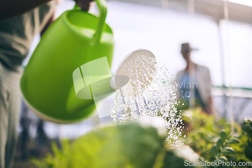 Image of Water plants, drops and agriculture with sustainability and health, greenhouse and wellness with agro business. Leaves, healthy and clean, eco friendly and leaves with farming, industry and growth