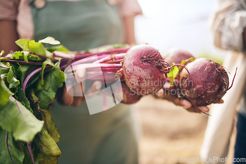 Image of Radish, vegetables and farming, sustainability and closeup with harvest and agro business. Food, agriculture and gardening, farmer person with fresh product or produce with nutrition and wellness