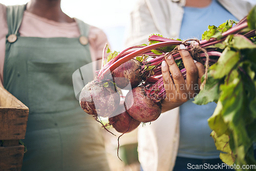 Image of Farming, hands and beetroot harvest with box, leaves and team at agro job, product and supply chain. People together, agriculture and organic crops for sustainability, inspection or eco friendly farm