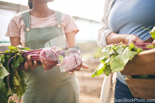 Image of Women, hands and beetroot harvest with box, leaves or team at agro job, product or food supply chain. People together, farming and organic crops for sustainability, inspection or eco friendly garden