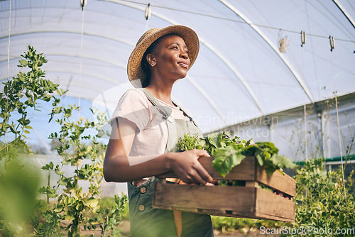 Image of Smile, greenhouse and black woman on farm with vegetables in sustainable business, nature and sunshine. Agriculture, garden and happy female farmer in Africa, green plants and agro farming in field.