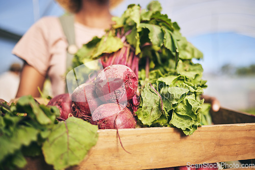 Image of Farming, woman hands and beetroot harvest for box, leaves or food at agro job, product or supply chain. Person, agriculture and organic crops in crate for sustainability, plants and eco friendly farm