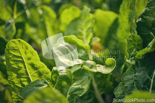 Image of Spinach, vegetable and leaves, agriculture and green harvest, sustainable and agro business. Closeup, farming and fresh product or produce with food, nutrition and wellness, eco friendly and nature