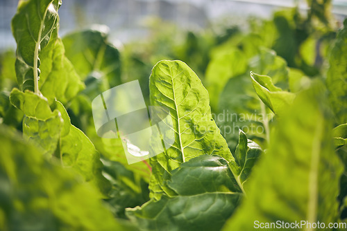 Image of Spinach closeup, vegetable and leaves, agriculture and green harvest, sustainable and agro business. Greenhouse, farming and fresh product with food, nutrition and wellness, eco friendly and nature