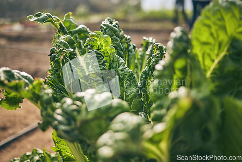 Image of Spinach, vegetable and green, agriculture and sustainability with harvest and agro business. Closeup, farming and fresh product or produce with food, nutrition and wellness, eco friendly and nature