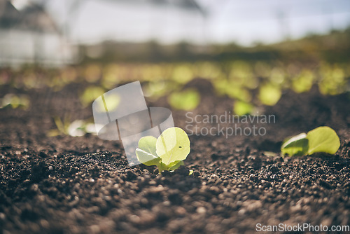 Image of Soil, leaves and agriculture, growth and ecology closeup, sustainability and agro business. Development, farming industry and green plants, fertilizer and Earth with future, environment and garden
