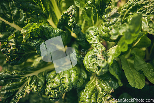 Image of Spinach, vegetable and leaves, agriculture and sustainability with green harvest and agro. Closeup, farming and fresh product or produce with food, nutrition and wellness, eco friendly and nature