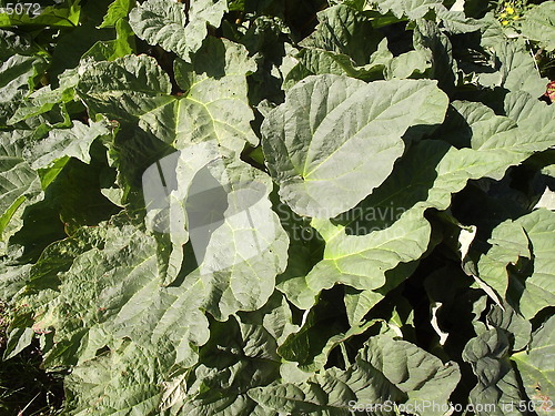 Image of Rhubarb