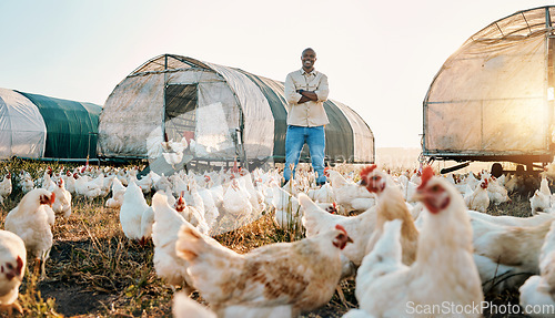 Image of Chicken, farmer and portrait of black man doing agriculture on sustainable or organic poultry farm or field at sunrise. Animal, eggs and worker happy with outdoor livestock production by countryside