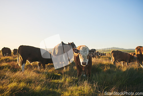 Image of Cows, portrait and farm for dairy agriculture, meat and beef industry in countryside field, land and South Africa. Hereford cattle, animals or group of livestock in grass environment for agribusiness