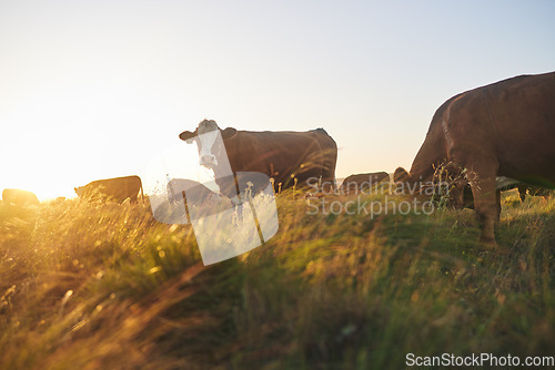 Image of Cows, sunset and farm for dairy agriculture, meat and beef industry in countryside field, land and South Africa. Hereford cattle, animals or group of livestock in grass environment for agribusiness