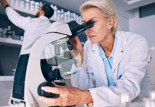 Image of Microscope, research and woman science professional analysis on a sample or experiment in a laboratory for medical project. Scientist, equipment and expert test bacteria or DNA in a chemistry lab