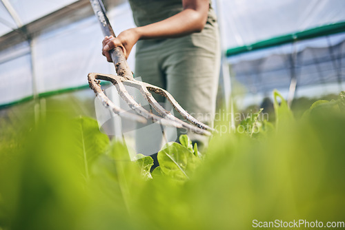 Image of Pitchfork, farming and plants for ground, soil or working dirt for growth, irrigation or development in greenhouse. Farmer, agriculture and tools for gardening, cleaning and job for sustainable earth