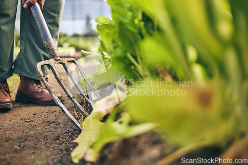 Image of Pitchfork, farming and hands for plants, outdoor and dirt for vegetable growth, irrigation or development on ground. Farmer, agriculture and tools for gardening, cleaning or job for sustainable earth